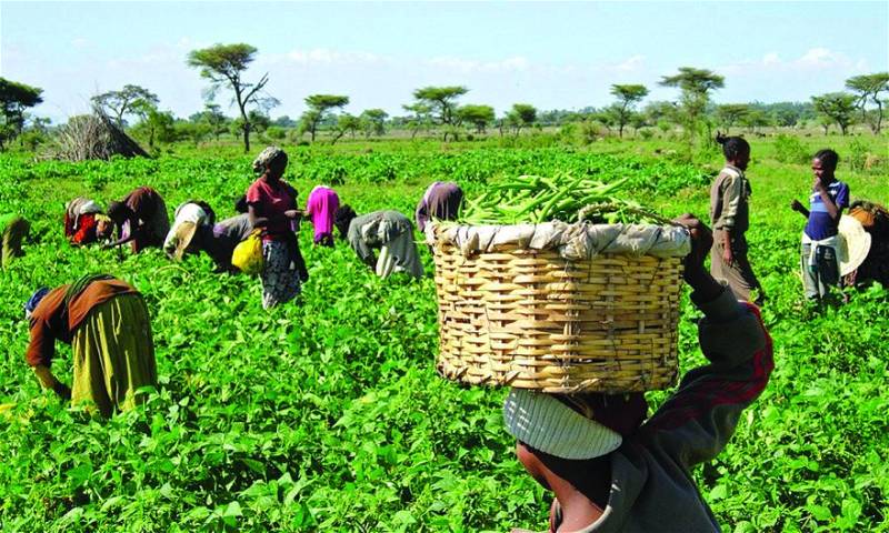 FG, ActionAid Hold Forum on Gender Policy in Agriculture